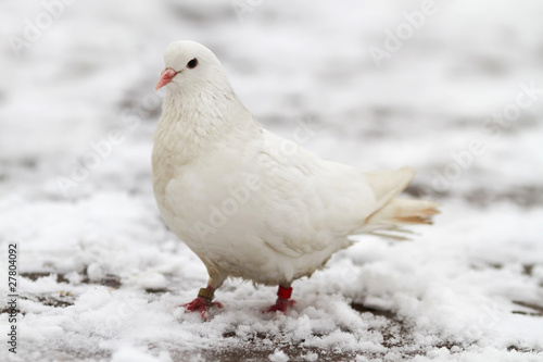 White dove on a snow © Wizard