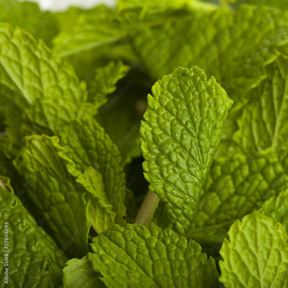 mint mint
