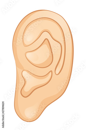 Ear