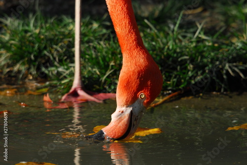 Vászonkép Flamingo