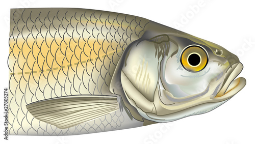 Poisson - Chevesne
