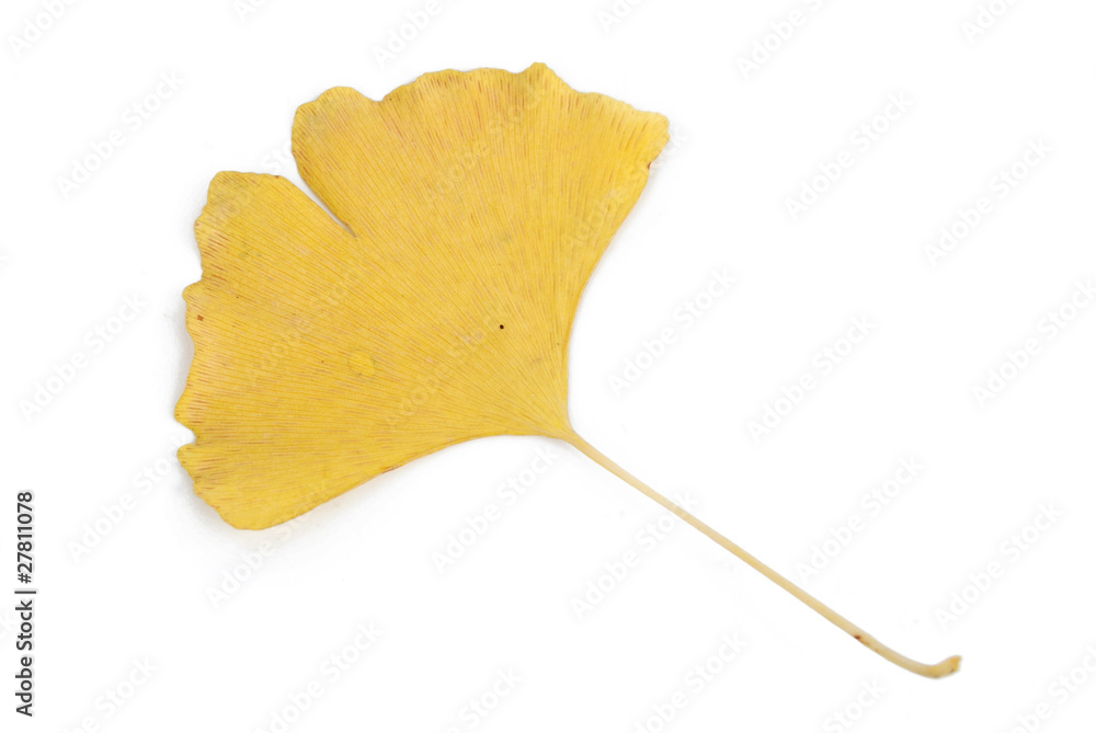 Fototapeta premium Ginkgo leaves