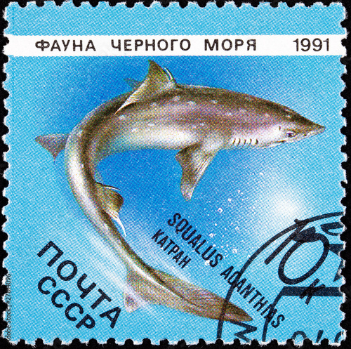 Russian Stamp Swimming Spiny Dogfish Shark Squalus Acanthias photo