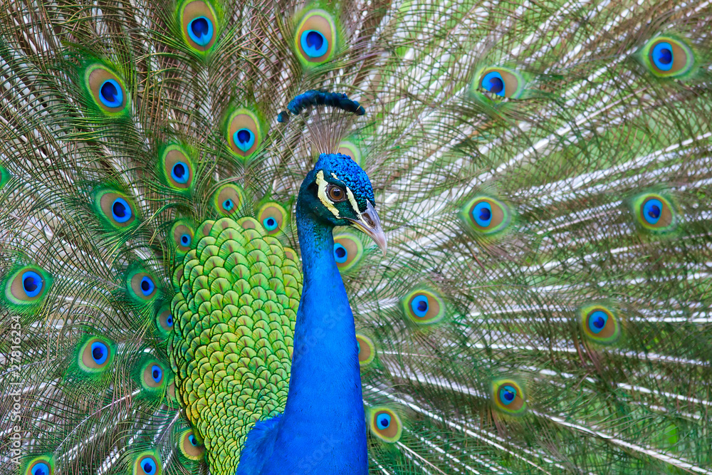Fototapeta premium Beautiful male peacock