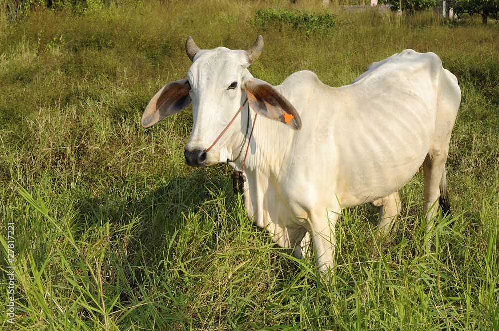 Thai native cattle.Age children in a field eating grass. Thai native cattle.Age children in a field eating grass.