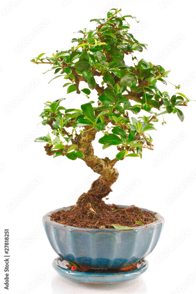 Naklejka premium Bonsai