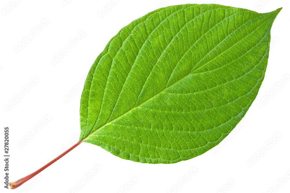 Green leaf with red stem - obrazy, fototapety, plakaty 