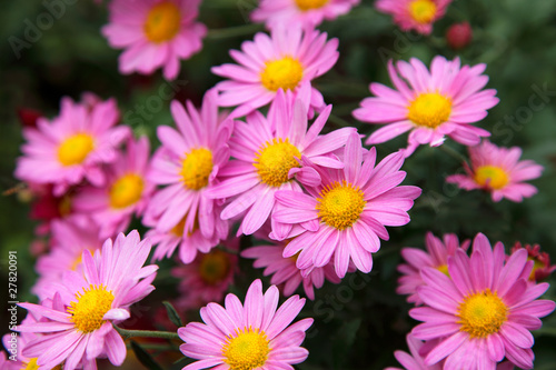 pink daisy