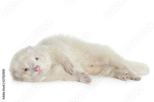 Red eyed albino ferret