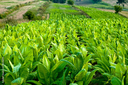 Tobacco plants