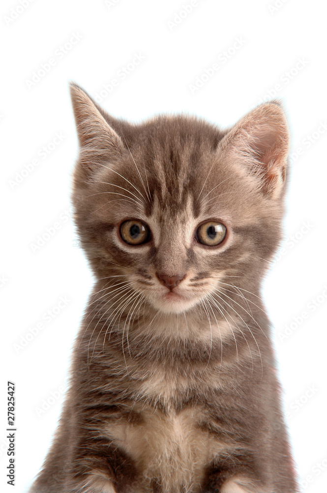 Fototapeta premium Muso di gattino tigrato
