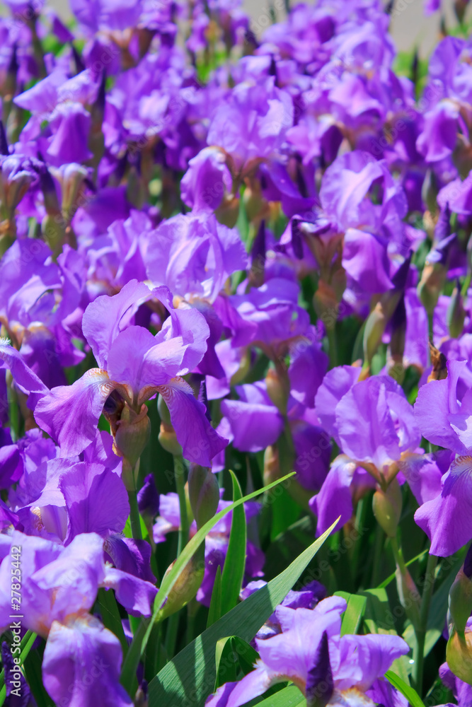 Flowering field of irises