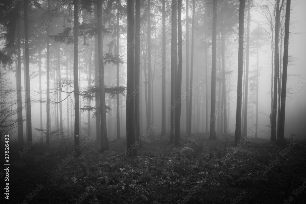 Naklejka premium misty forest