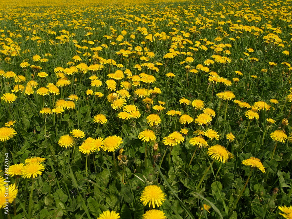 Fototapeta premium Sommerwiese 008