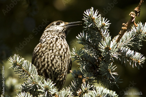 a nutcracker resting on a branch / Nucifraga caryocatactes photo