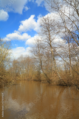 spring wood in water of the flood