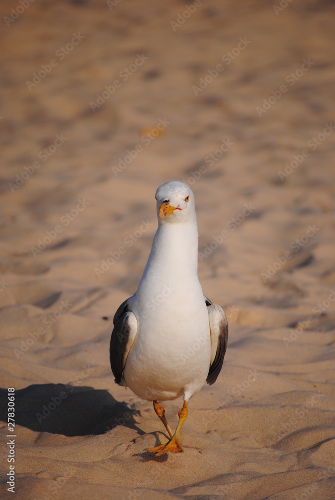 Obraz premium gaivota