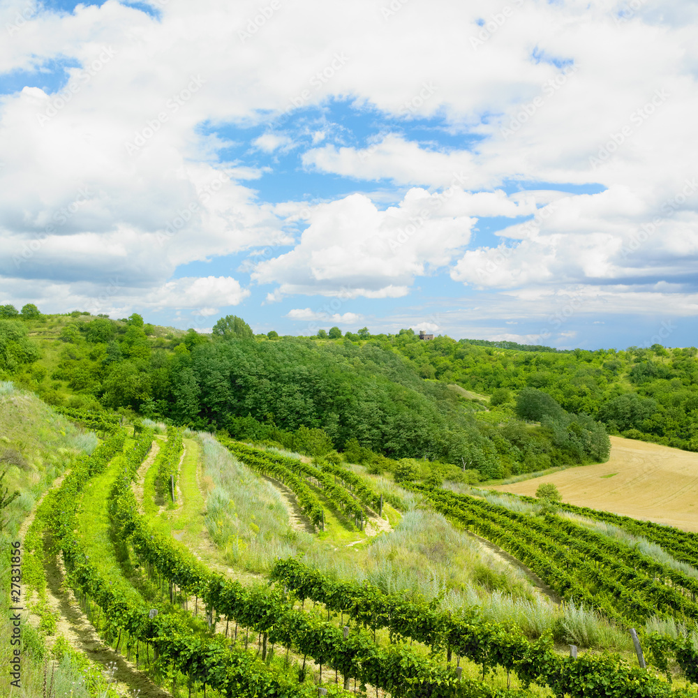 vineyards, Czech Republic