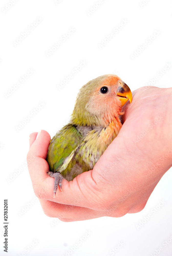 Obraz premium jeune inséparable dans un main