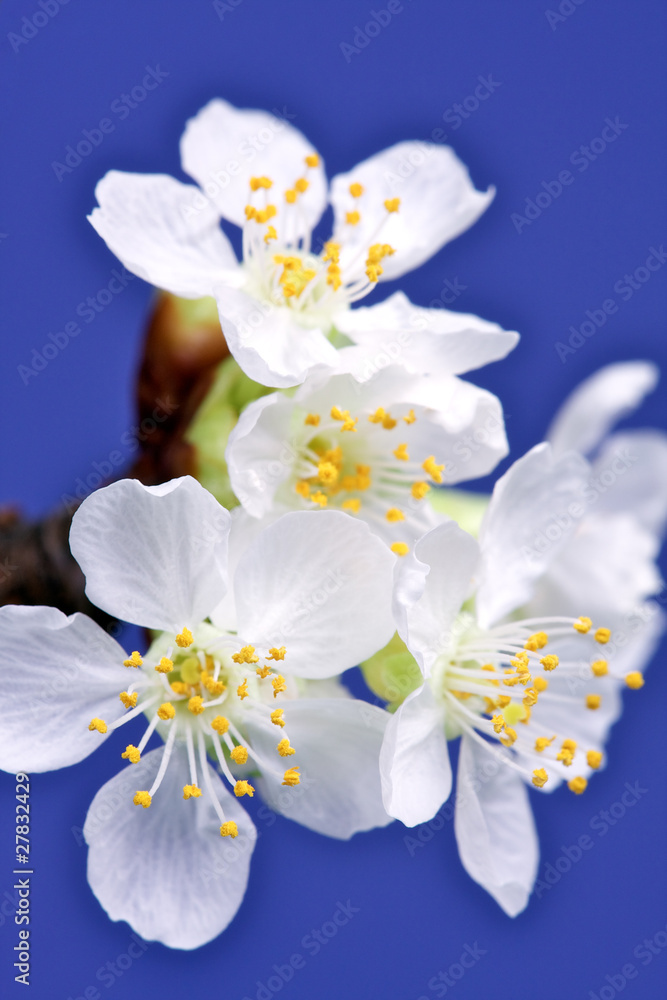 Kirschblüte Kirschblüte