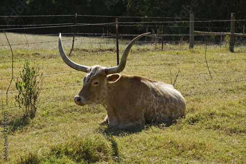 Texas Longhorn Cow at Rest