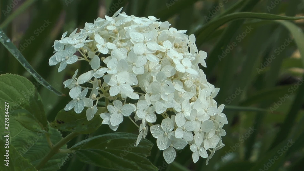 HD 1080 close up clip of blossoming bush cornus alba. HD 1080 close up clip of blossoming bush cornus alba.