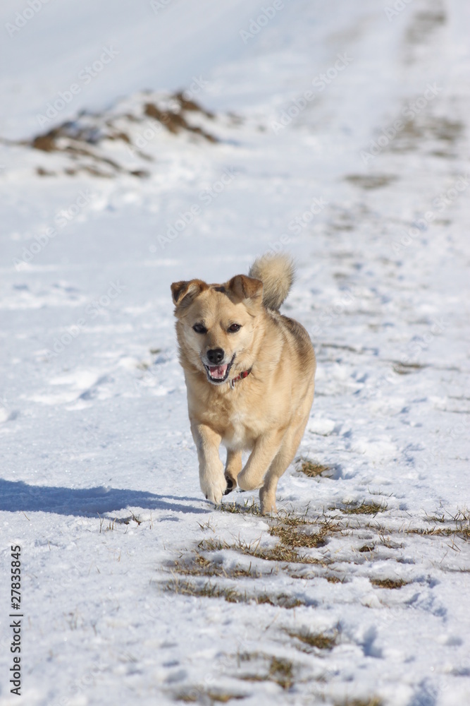 Hund läuft im Schnee