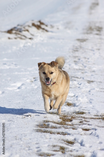 Hund läuft im Schnee © Antje Lindert-Rottke