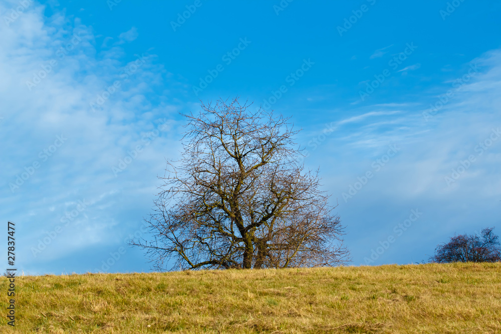 Nice autumn landscape with trees and blue sky Nice autumn landscape with trees and blue sky