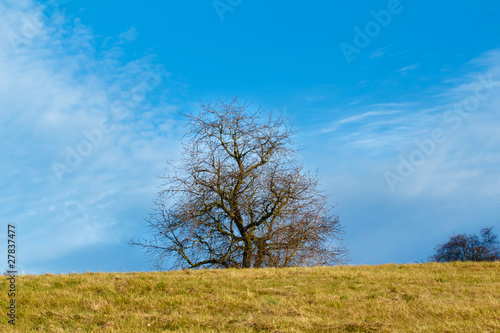 Nice autumn landscape with trees and blue sky