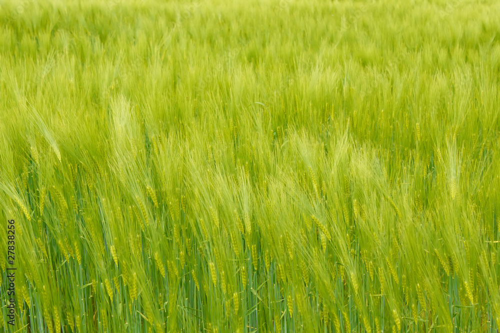 Organic Green spring grains for background Organic Green spring grains for background