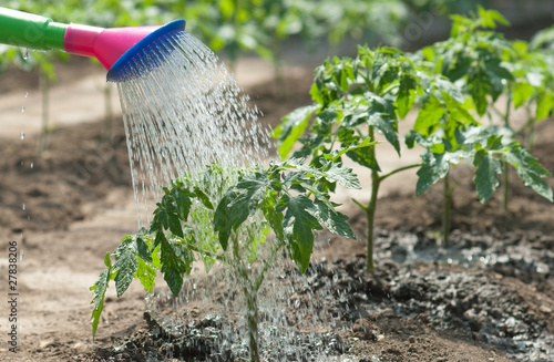 watering tomato