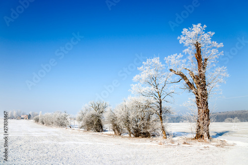 Wallpaper Mural Winterlandschaft mit Bäumen Torontodigital.ca