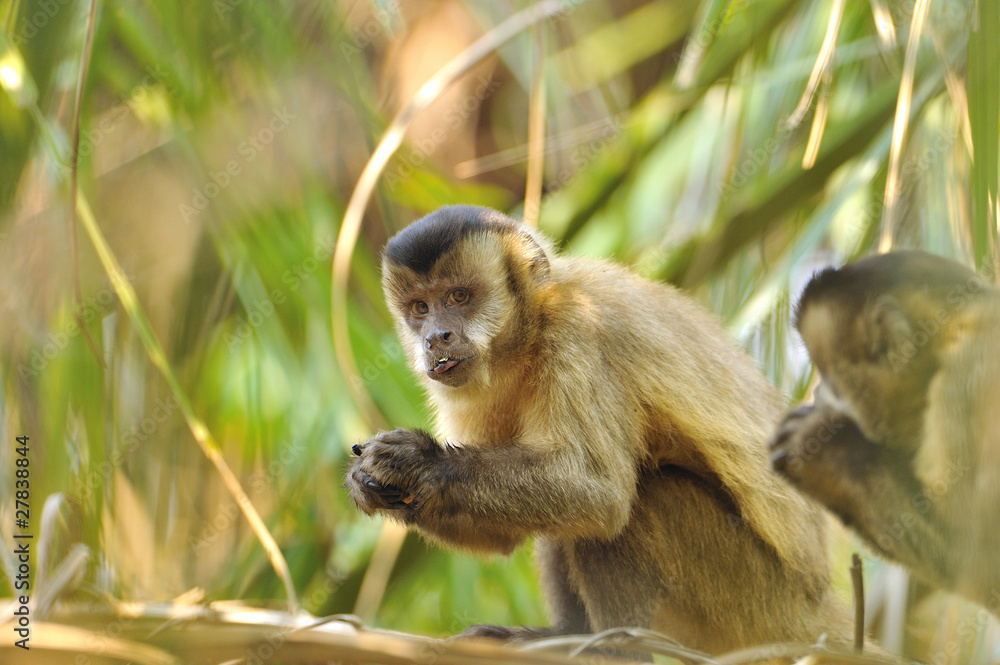 Obraz premium Kapuzineraffe