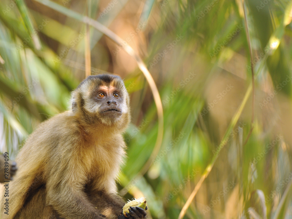 Obraz premium Kapuzineraffe