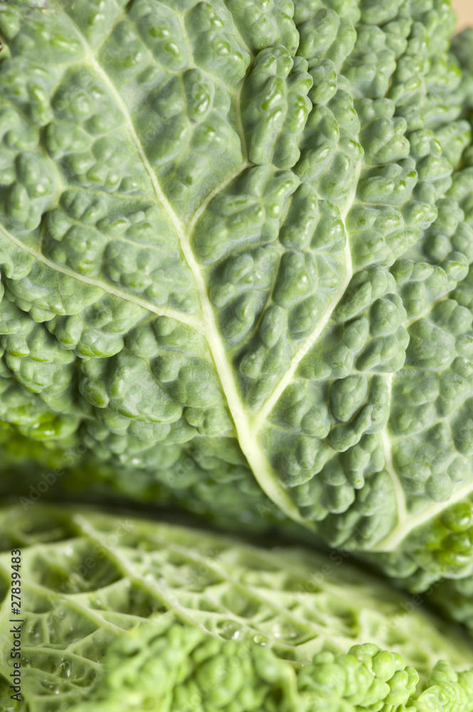 Cabbage Cabbage