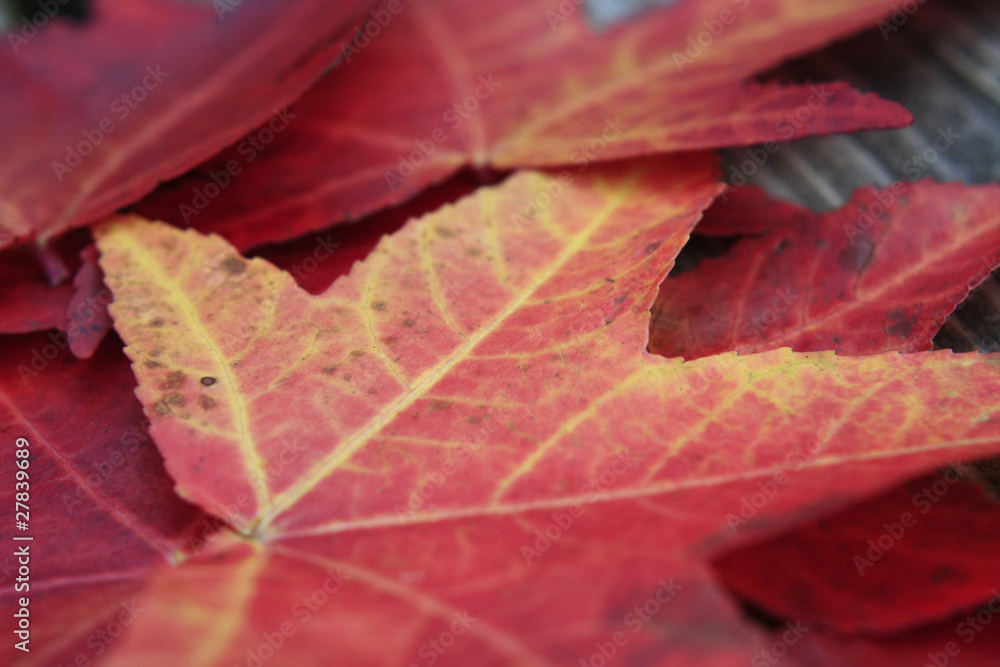 Fototapeta premium texture d'érable