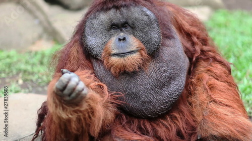 big male orangutan begging for food