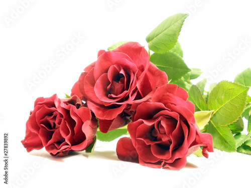 red roses