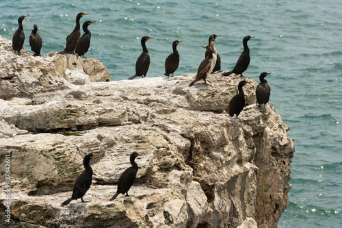 Black cormorants