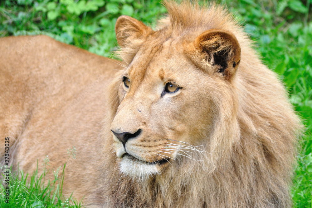 young male lion