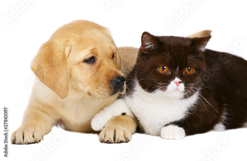 British cat and puppy labrador. © Aychin Gasimov