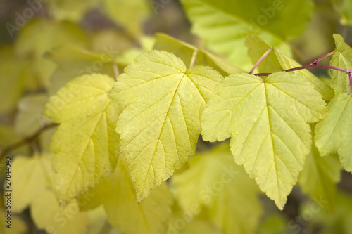 Yellow leaves on branch. Closeup