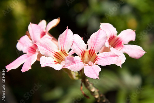 Desert Flowers