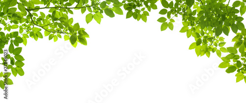 Leinwand Poster Green Leaves border
