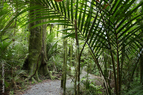 Tropical forest