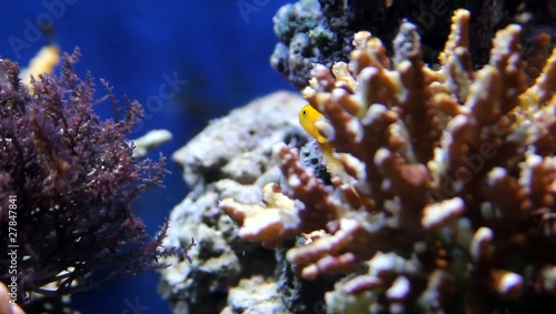 Koralle, ein optimales Fischversteck für kleine gelbe Feiglinge photo
