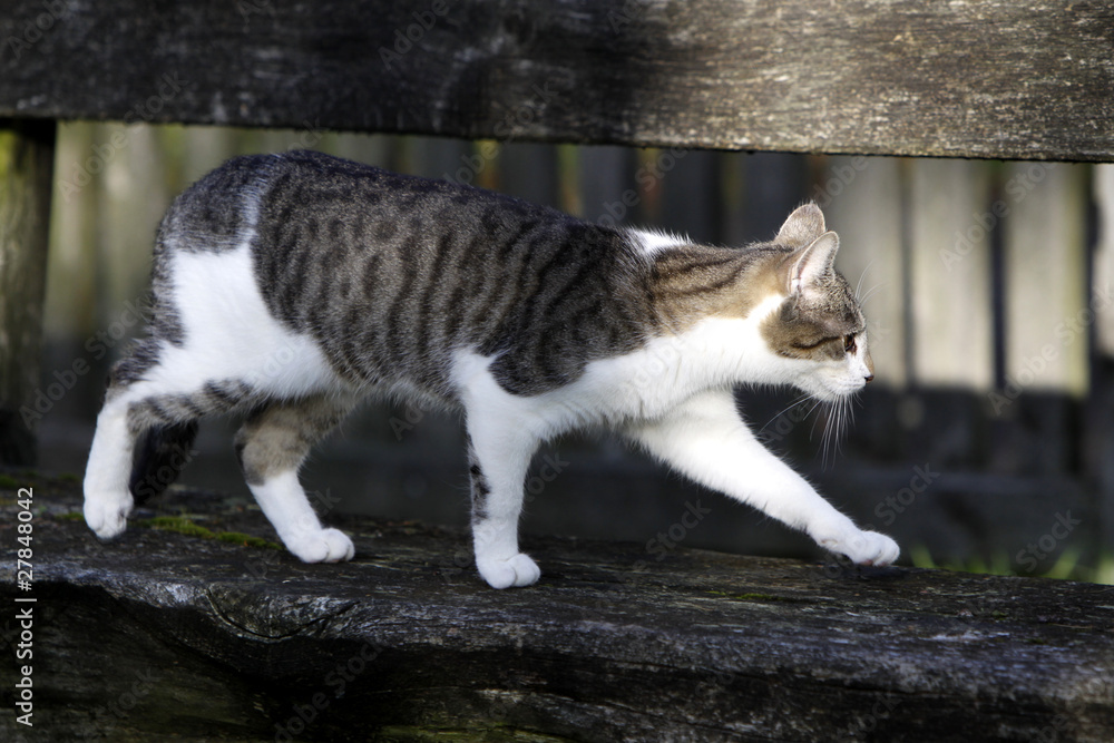 Laufende Katze auf einer Bank Stock-Foto | Adobe Stock