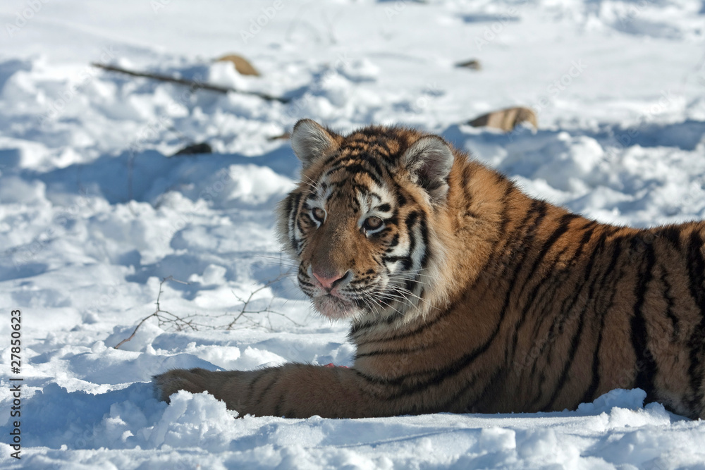 Obraz premium Amur Tiger