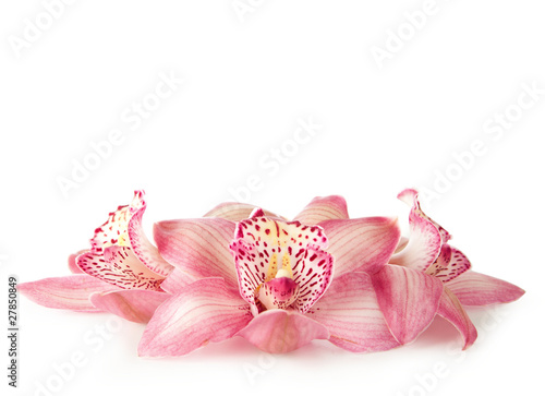 Fototapeta Naklejka Na Ścianę i Meble -  pink orchid on white